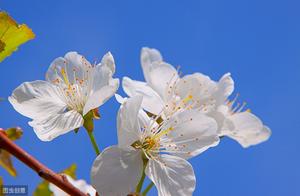 Poem: Peony Blossoms