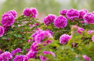 The peonies are blooming! Come join us for a virtual tour of Luoyang and admire the peonies!