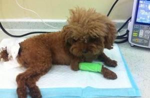 If a Teddy Dog Has These 8 Characteristics, It Indicates It Has a Disturbingly High Number of Parasites