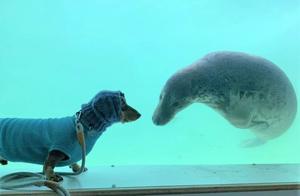 Little Dachshund and Seal Have Their First Meeting, Instantly Become "Best Friends," Netizens Laugh: Still Couples