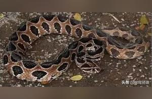 Asia's Most Deadly Poisonous Snake: Round-Patterned Viper – Even if You Survive, Your Kidneys Will Be Ruined (Also Known as 'Kidney-Depleted Snake')