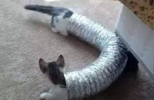 There's a 'Cat Stretching Association' in Japan, and these cats are ridiculously long