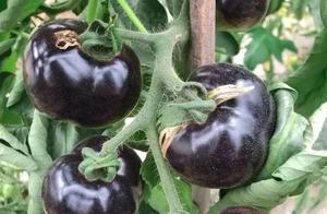 Healthy and Natural Spring Getaway Hidden in Foshan ~ Picking and Eating Guava, Rare Black Tomatoes, etc.
