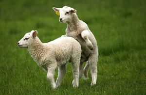 Why Do Animals Need to Have Mating Seasons, While Humans Can Reproduce at Any Time?