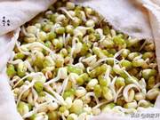Learn to Grow Mung Beans at Home: Master 3 Key Points, No Failures