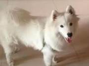 Samo Unexpectedly Gives Birth to Puppies; Woman Accepts the Situation with Disappointment: 'Who's Your Father?'