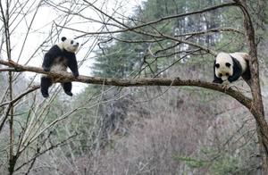 Fopeng, Shaanxi: Giant Pandas Play in Trees, Enjoying Spring