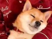 A Shiba Inu That Became Famous by Sleeping, Watching It Doze for Tens of Thousands of People Every Day...