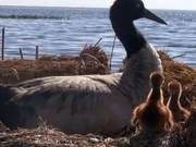 How Do Wild Animals Spend Their 'Slow Time'? "Secret Glimpse" Takes You to See