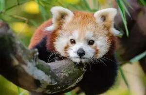Beautiful and Cute Little Panda