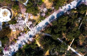 Aerial View Captures the Cherry Blossom Avenue in Zhongshan Park - A Flower Forest Between the Banks