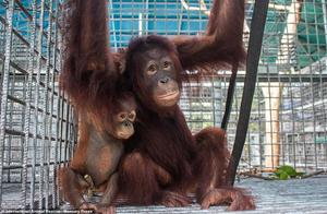 Two Orangutan Orphans Rescued in Indonesia Form ‘Parent-Child Pair’, Released Back into the Forest to Start a New Life