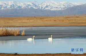 Habahe, Xinjiang: A Meeting with the White Swans