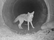 Wildlife Camera Captures Peaceful Scene of Wolf and Badger