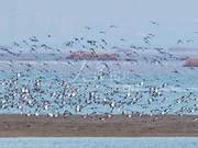 Qingdao: Spring Light and Flying Birds