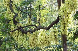 Spring in Guangzhou's Flowing Lotus Lake Park: Lush greenery and the Hemao Qiao Hua (Falling Angel Flower) is quietly blooming!