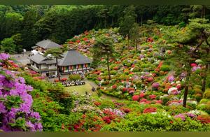 Seriously Crazy! This Temple Doesn't Burn Incense, Only Planting Flowers for Visitors to Admire