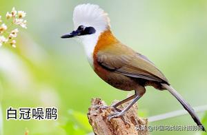 China Has 110 Species of the Mandarin Duck, Providing Opportunities for Appreciation and Identification