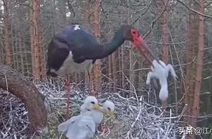 Mother Bird Carrying Dead Chick Around Nest, Expressing Distress