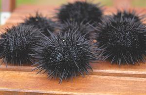 Common Marine Animals – Sea Urchin