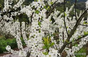 Waiting for you to Admire the White Lilacs!