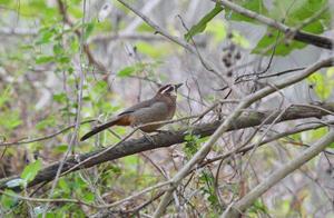 Birds of Spring
