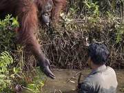 A Gorilla Approaches a Man in the Water – A Surprising Turn of Events