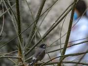 Taking Pictures of New ‘Guests’ – Grays Parakeets