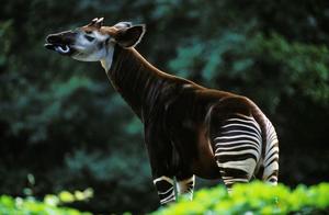The World’s Most Mysterious Animal – The Okapi, Originating from Myths but Existing in Reality