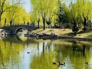 Gagaga Echoing Continuously, Paddling Ducks Outside Ring Two This Spring