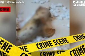 Upon Entering the House, the 'Seal Murder Case' Emerges: A Gruesome Crime That Turned into a Cold Case