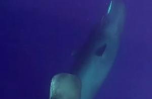 Deep-Sea Elf - Humpback Whale
