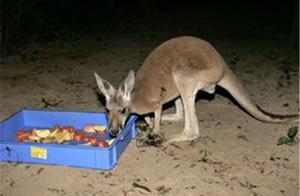 Elderly Kangaroo Gets Fake Dentures, From Unable to Eat Meals to Great Appetite Increase, Now Eating Three Kilos of Grain a Day