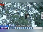 Chengdu News | Golden Snub-Nose Monkey Appears in Jiejin Mountain After Spring Snow