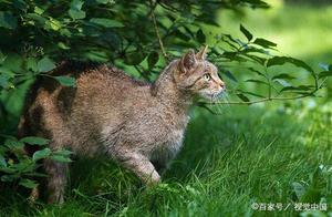 The Life and Times of a Cat – Ancient Cat-like Beasts