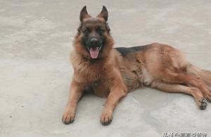 German Shepherd's Unusual Behavior: Owners Find It Strange Because It Knows Everything