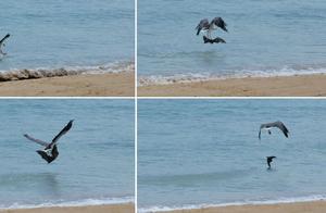 Eagle Repeatedly Throws Bat into the Sea to Torture It; Do Animals Enjoy the Thrill of Killing?