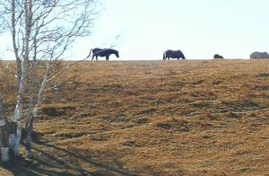 I Came Seeking, Unexpectedly Encountering Your Natural Beauty – Ulanbulin Grassland