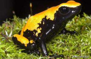 One of the Most Toxic Creatures in the World, Yet its Venom Can Cure and Save People