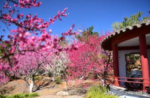 Mei Yuan Spring Colors: Fragrant Blossoms Float – Shandong Linyi Xueshan Plum Garden Enters Full Bloom