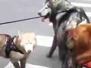 A customer sent a video: The pet store owner opened it and quietly muttered, 'I wish I could close the shop early!'