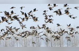 Spectacular! Thousands of Geese Migrate North Along the Mudanjiang River
