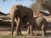Why Do African Elephants Like to Destroy Trees?