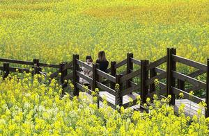 Beautiful Lotus Seas in the Jiangxi Jingshan Mountain Foothills Entice Visitors