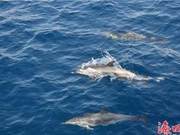 Free-Swimming Dolphins Delight in the Waters! Dolphin Groups Spotted Near Sanya, Hainan