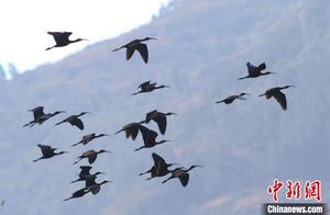Large Rosy Starling Population Discovered in Yunnan Province, Previously Declared Extinct in China
