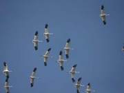 XiuXiu" White Cranes Continue to Stay in Poyang Lake Following ‘419’