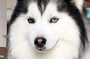 Why Can Dogs See Things Humans Can't? Scientists Offer an Explanation