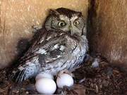 The Owl in the Range Hood: Not Only Did It Build a Nest, But It Also Had Several Baby Chicks in the Ductwork