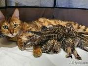 Envy! Leopard Cat Mom Gave Birth to a Litter, Basically a Pile of "RMB"